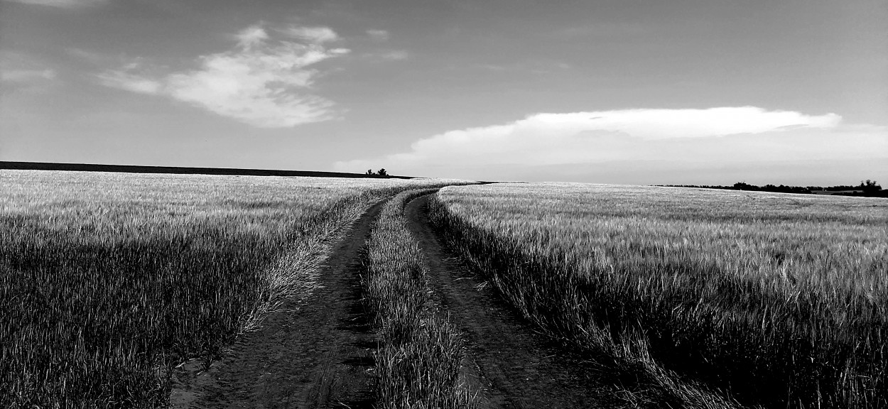 "Camino del trigo" de Juan Carlos Viegas