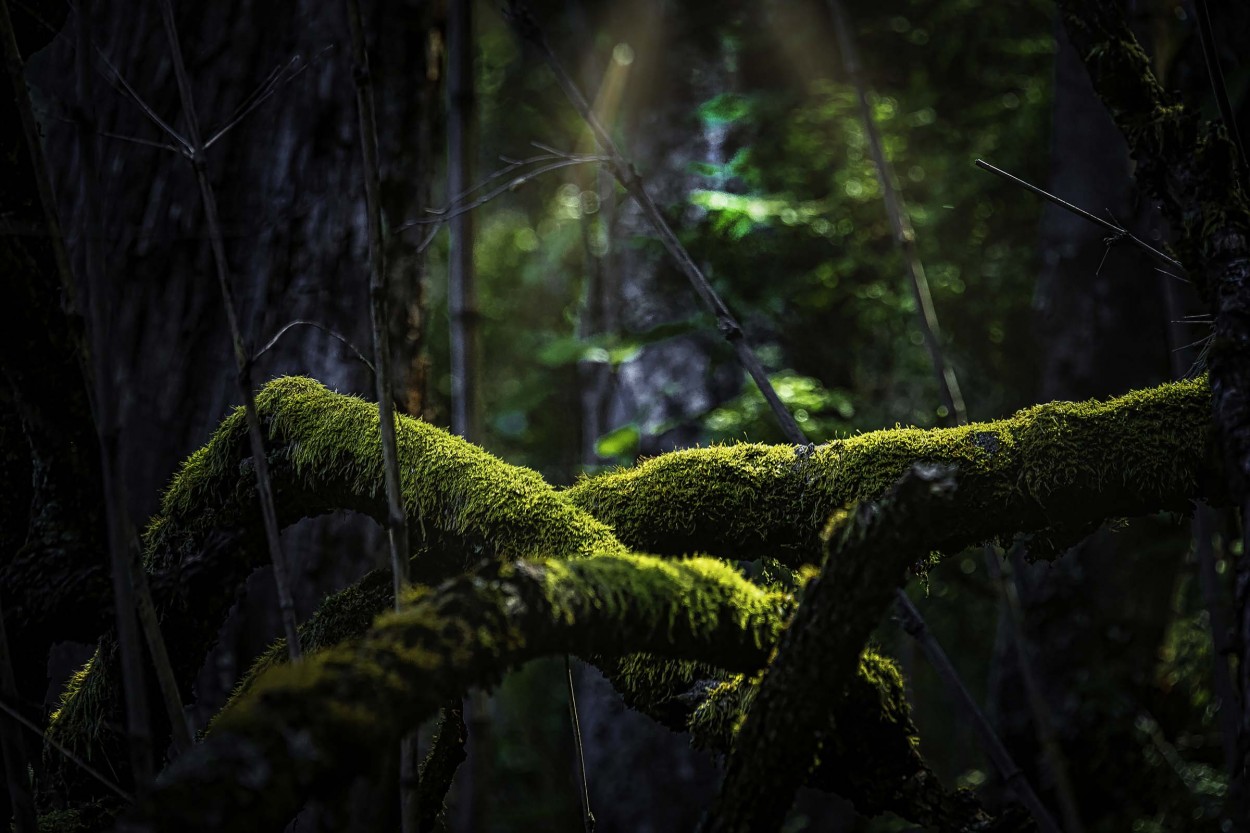"`Un rayo magico del bosque...`" de Carlos Cavalieri