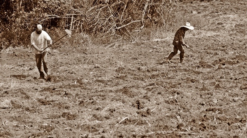 "O dia a dia no campo, aps as ricas chuvas......." de Decio Badari
