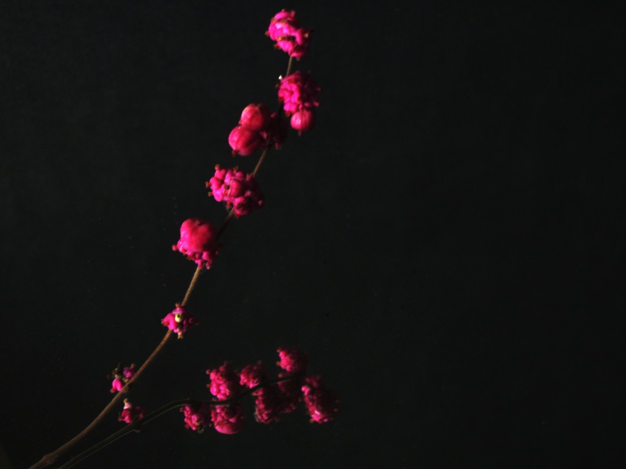 "flores rosadas" de Beatriz Di Marzio