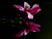 magnolia foscata