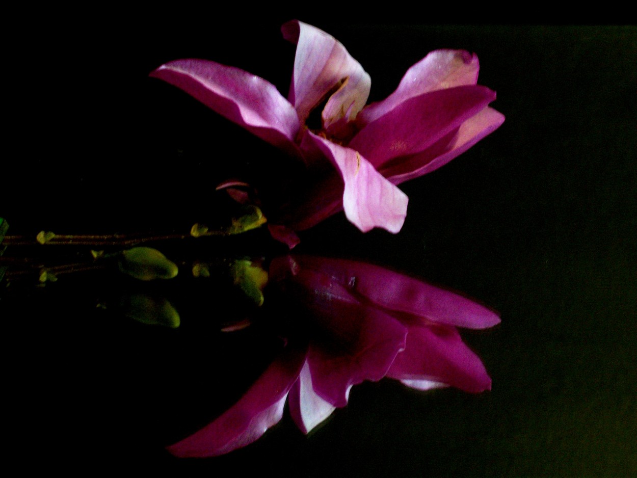 "magnolia foscata" de Beatriz Di Marzio