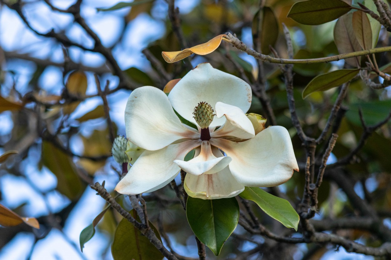 "Magnolia" de Luis Torres Sal