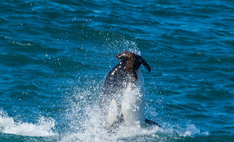"Orca, alimentandose !!! Punta Valdez" de Laura Blanco