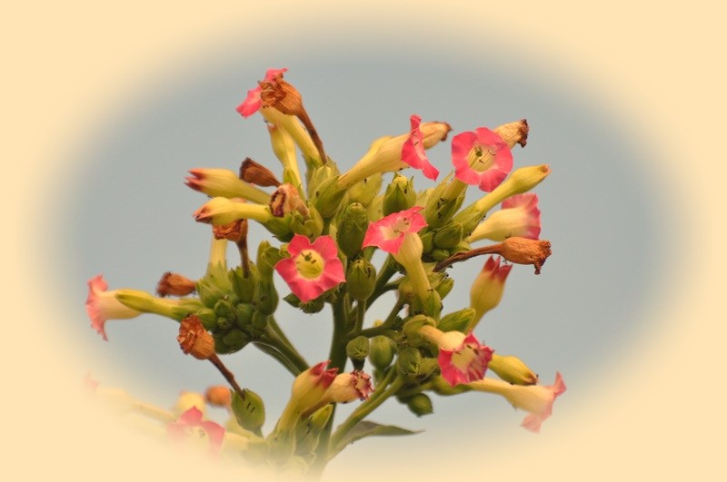 "As delicadas flores do ` Tabaco`....." de Decio Badari
