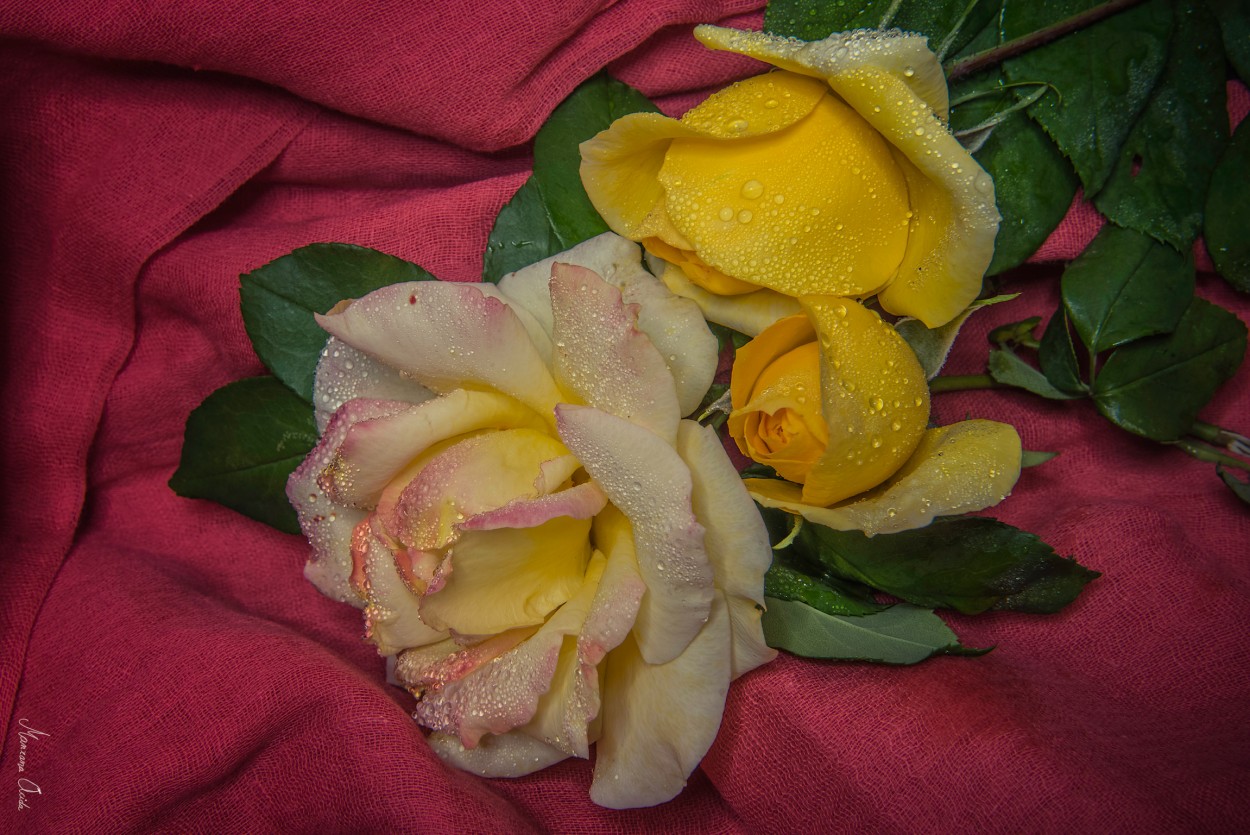 "Las Rosas" de Carmen Esteban