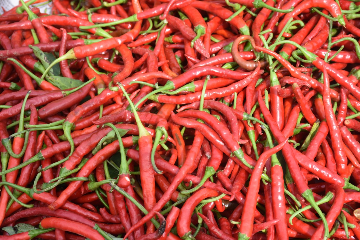 "Chili Pepper" de Daniel Oliveros
