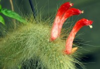 Cacto-rabo-de-rato  Disocactus flagelliformis....