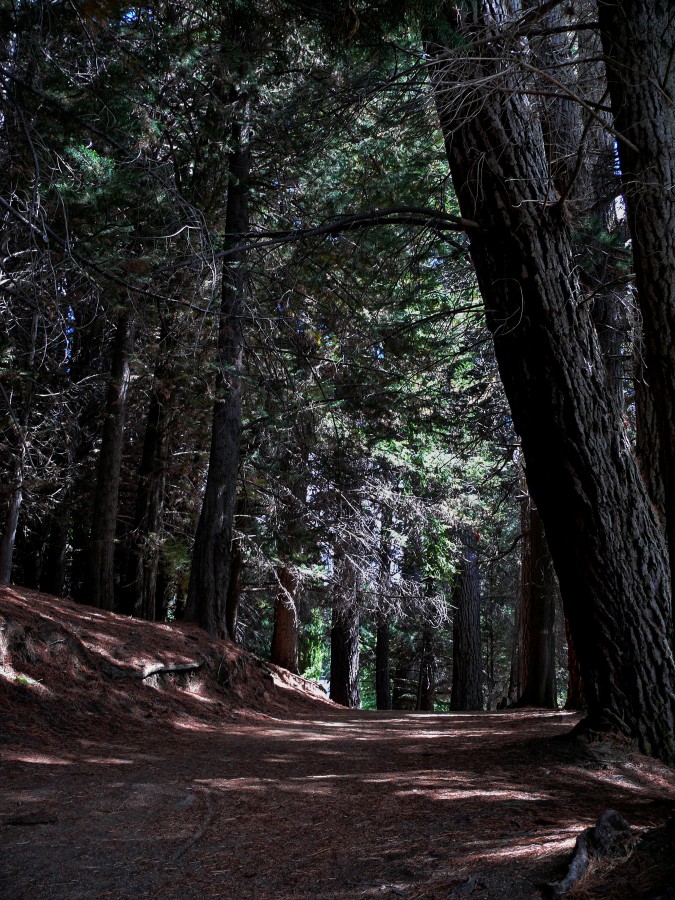 "Un sendero en el bosque" de Juan Carlos Barilari