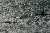 Contraluces de Orcas