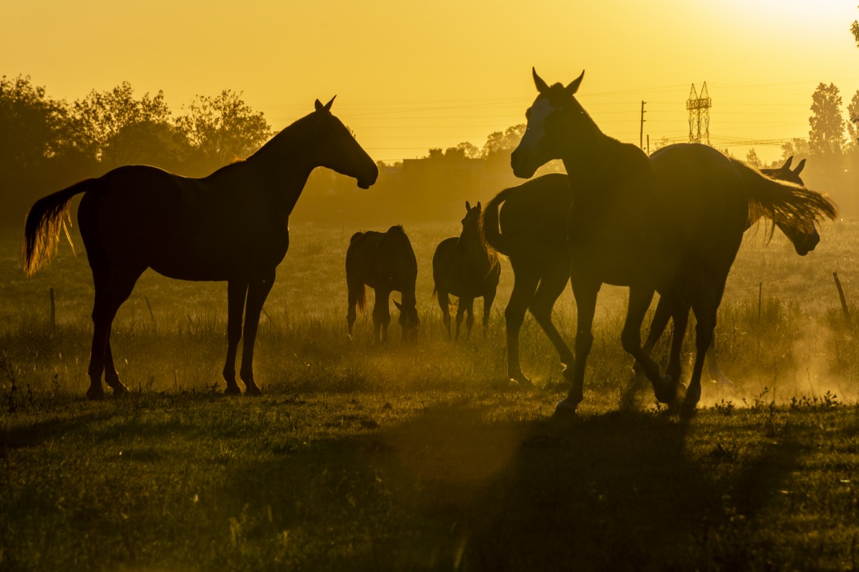 "Atardecer, campo y caballos... nada ms" de Leandro Jose West