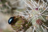 escarabajo II