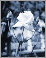 Rosa Blanca...