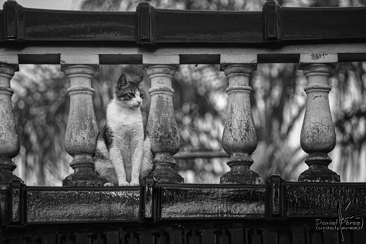 "El gato del vecino" de Daniel Prez Kchmeister