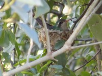El colibr en su nido