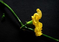flor de calabaza