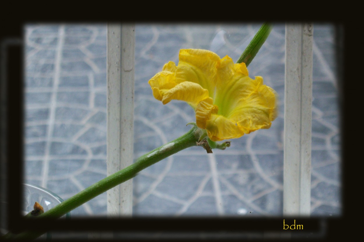 "flor de calabaza otra" de Beatriz Di Marzio