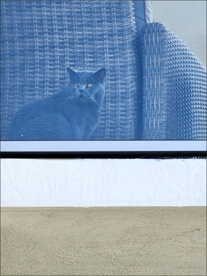 "El Gato del vecino en el balcn..." de Mara Ins Hempe