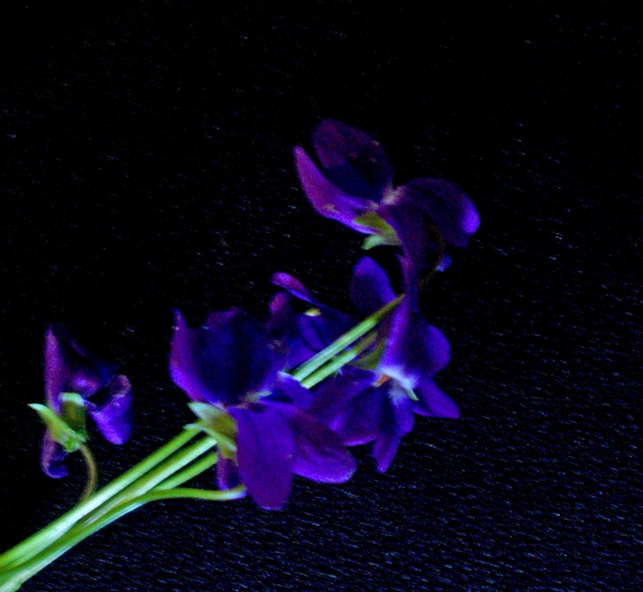 "violetas" de Beatriz Di Marzio
