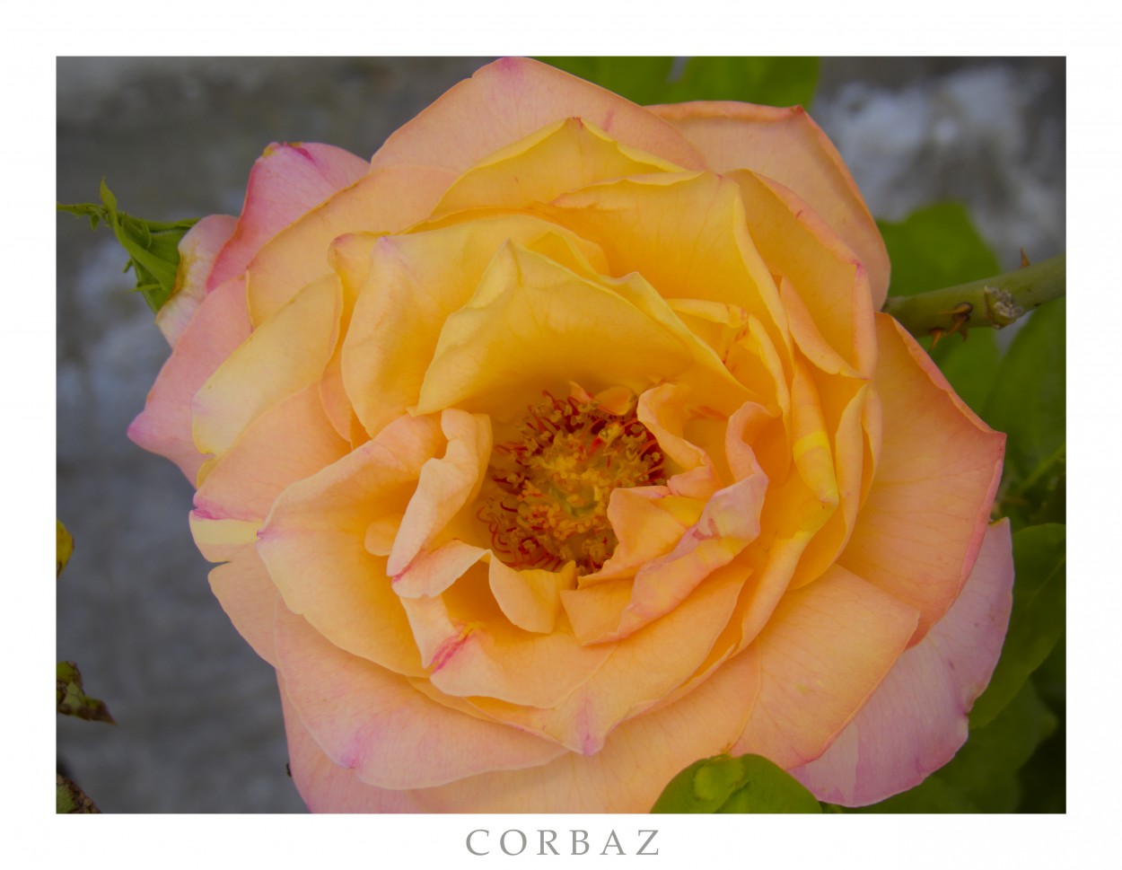 "Las rosas" de Alberto Corbaz