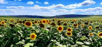 Tiempo de girasoles