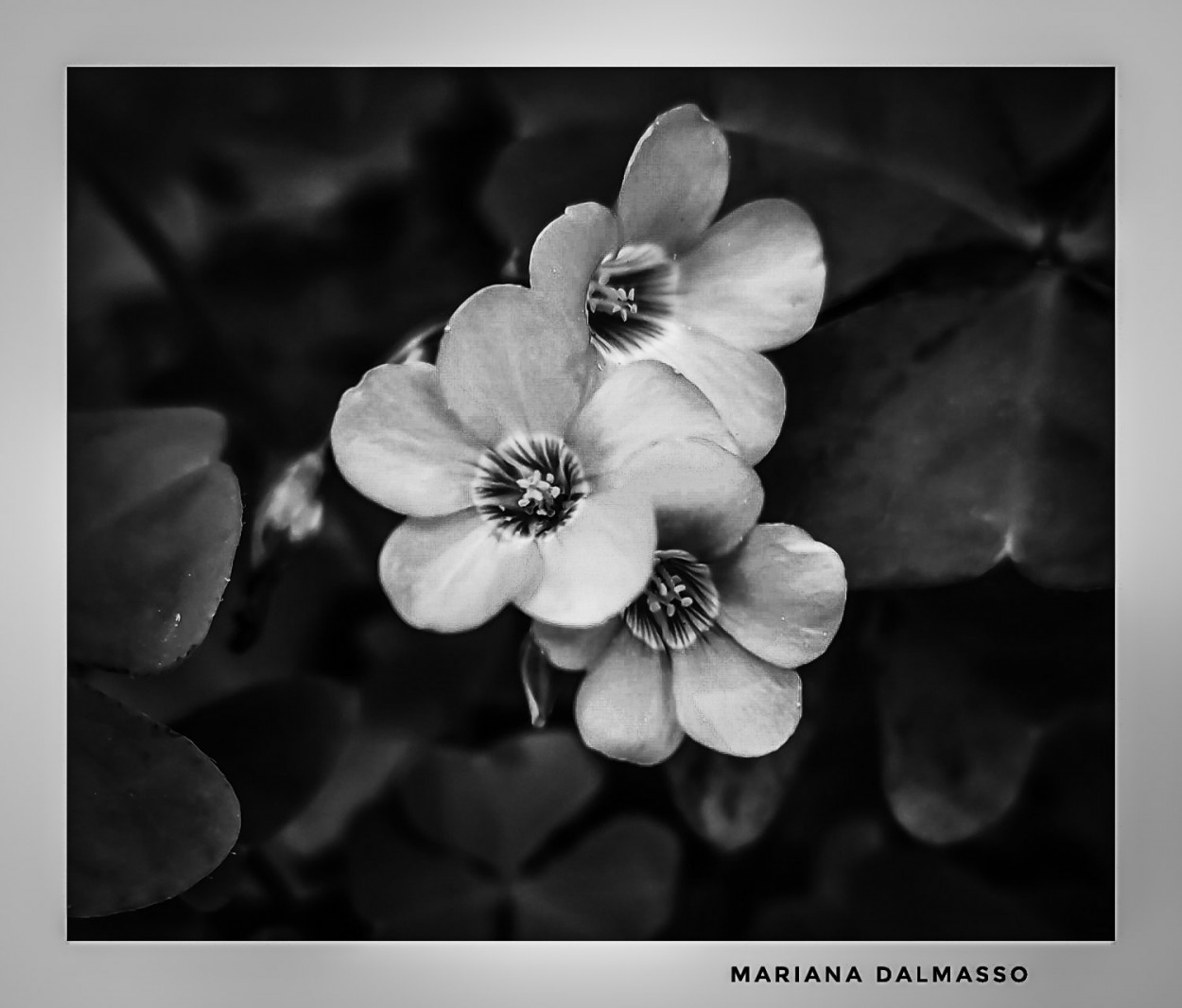 "Silvestres" de Mariana Dalmasso