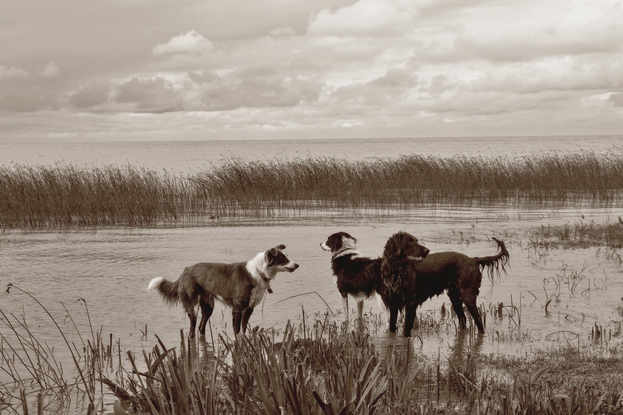 "perros de ro" de Viviana Garca