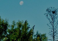 luna sobre el jardin