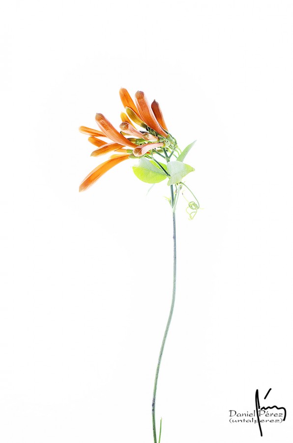"Flor (El Aura)" de Daniel Prez Kchmeister