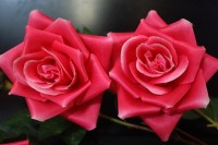 2 Rosas para ti