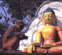 Rezando a Buda