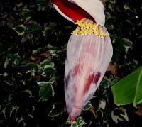 banana flor