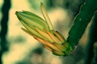 ` Capullo de la flor Pitaya `......ler