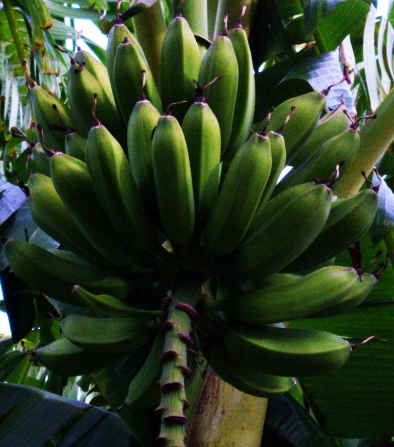 "bananas paraguayas - cacho-" de Beatriz Di Marzio