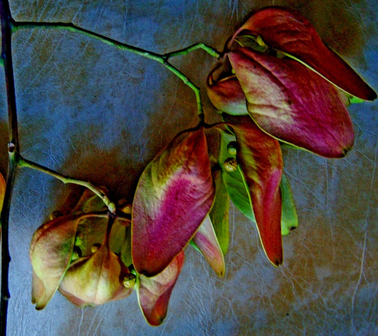 "flor ferminiana" de Beatriz Di Marzio