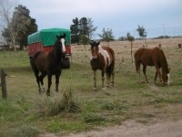 Tres caballos