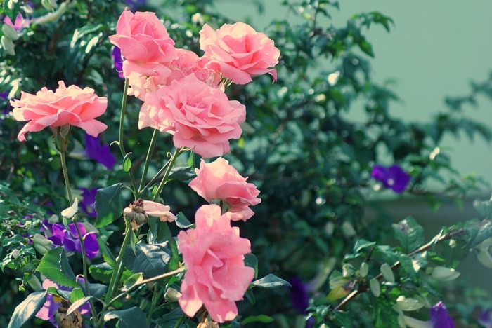 "Lembram quando as rosas eram s cor de rosa..ler" de Decio Badari