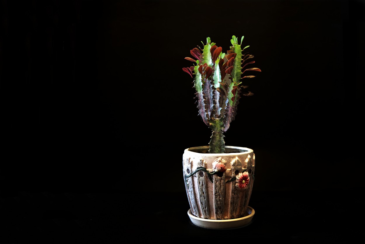 "Euphorbia trigona" de Juan Carlos Barilari