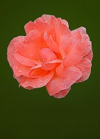 Rosa con gotas de lluvia