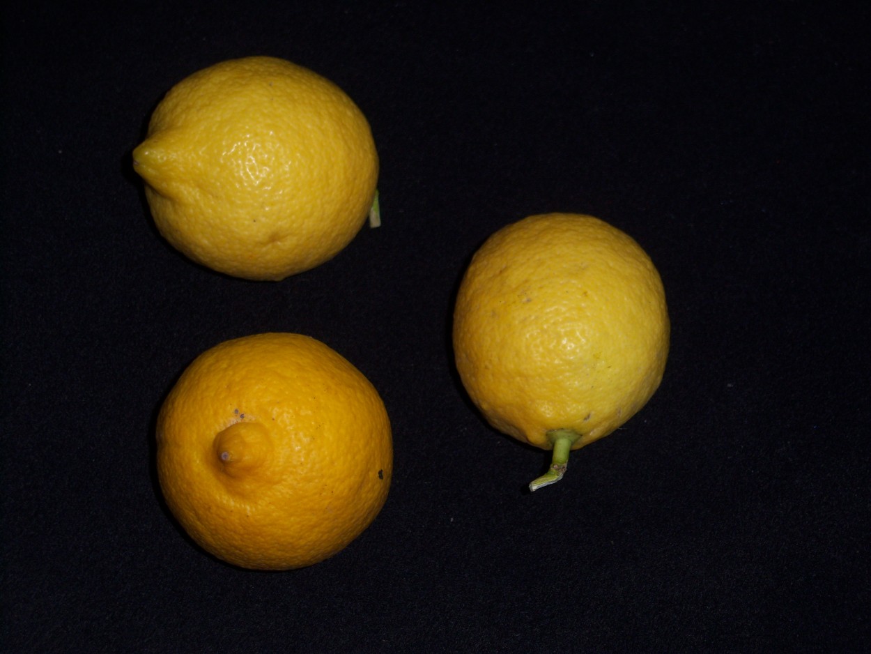"limones" de Beatriz Di Marzio