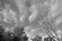 árboles y nubes
