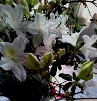 azaleas blanca