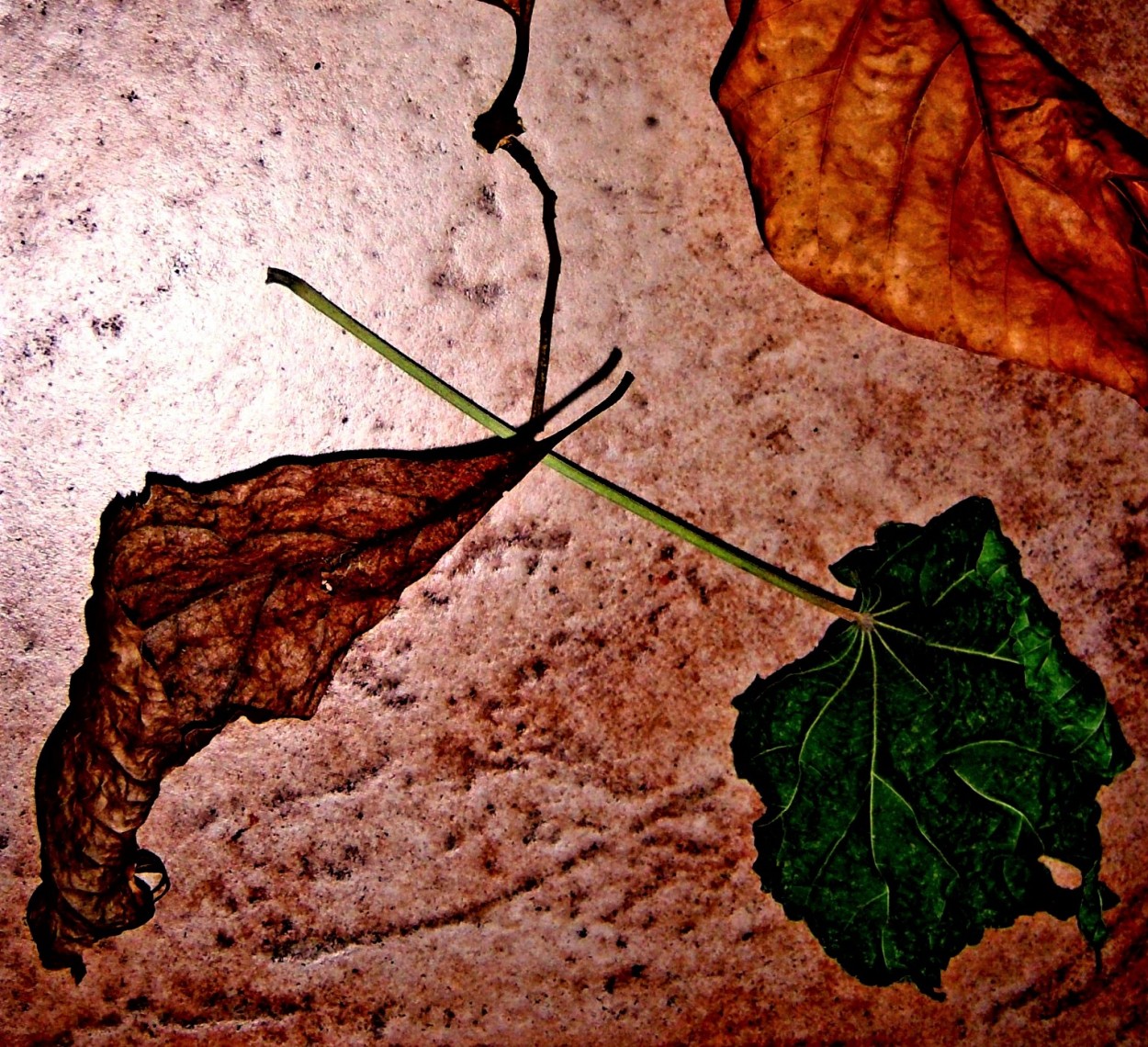 "hojas secas" de Beatriz Di Marzio