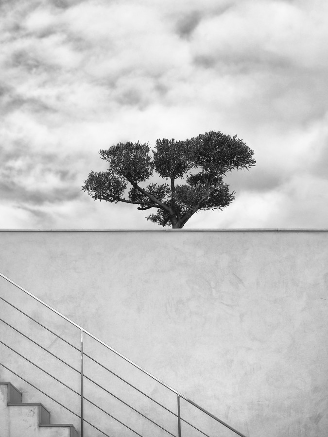 "Escalera al olivo" de Francisco Jos Cerd Ortiz
