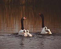 Los cisnes en familia