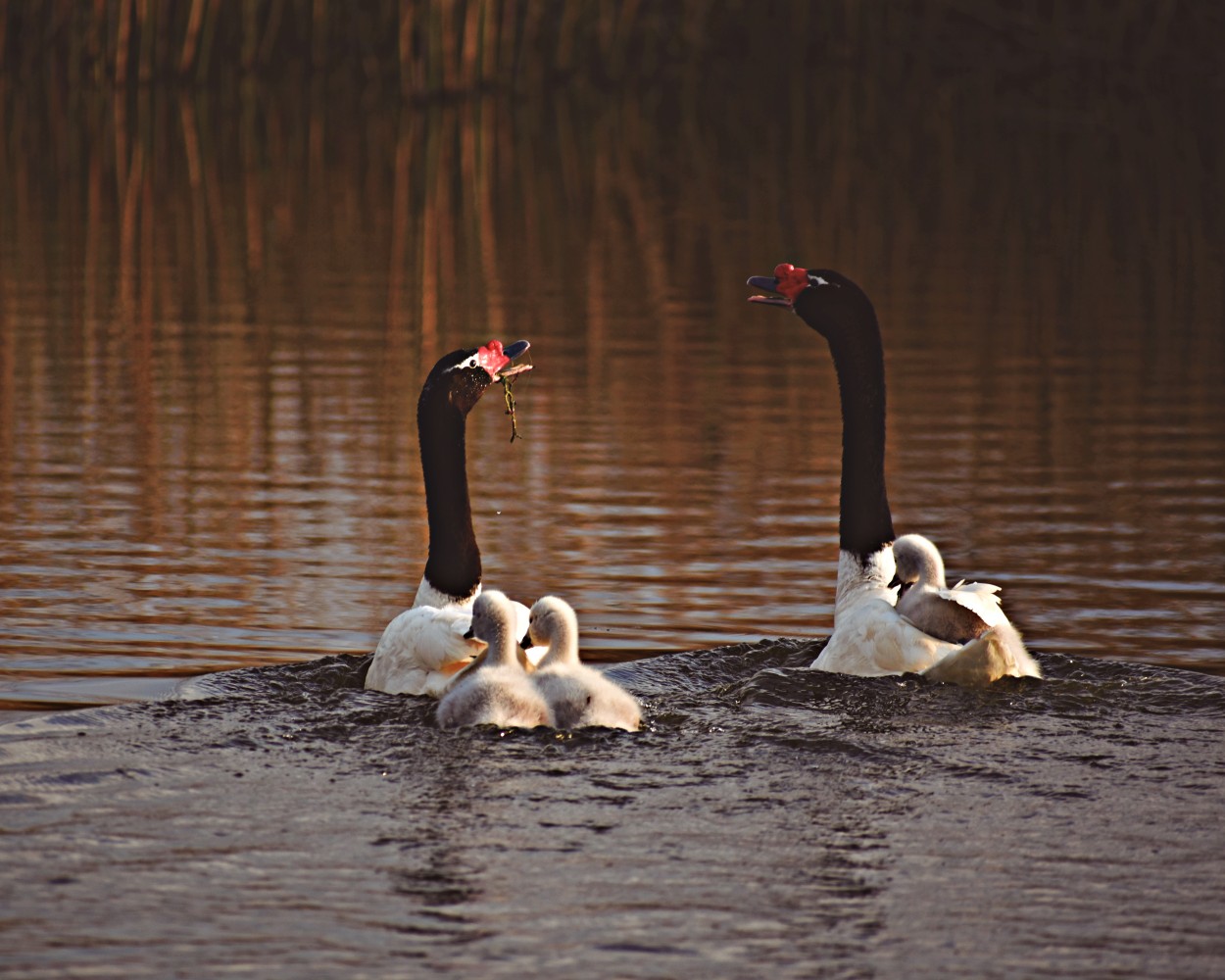 "Los cisnes en familia" de Fernanda Ferrari (fer)