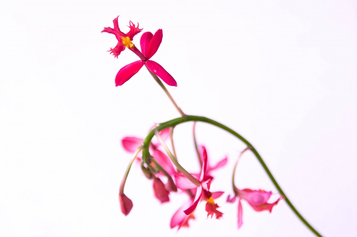 "Epidendrum" de Hctor Venezia