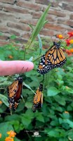 Mariposa monarca en mis manos