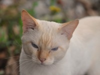Gatinhos brancos com olhos azuis so surdos..ler