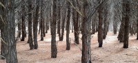 Simetria en el bosque